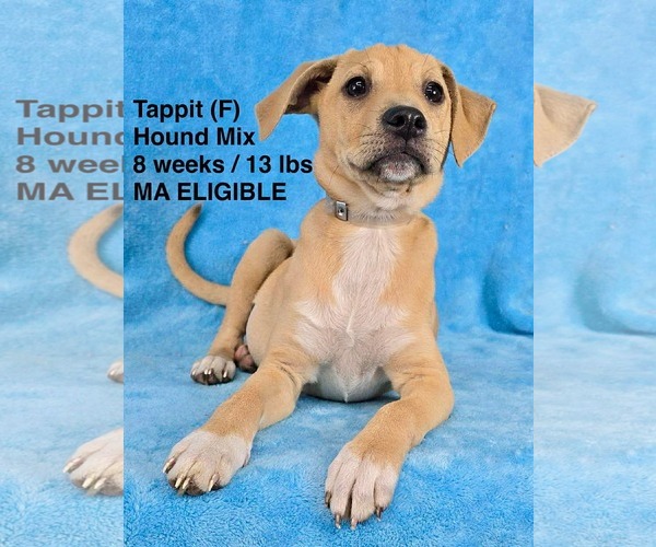 Medium Photo #1 Mutt Puppy For Sale in pomfret, CT, USA