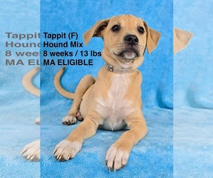 Mutt Dogs for adoption in pomfret, CT, USA