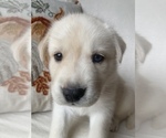 Puppy 2 Labrador Retriever-Siberian Husky Mix