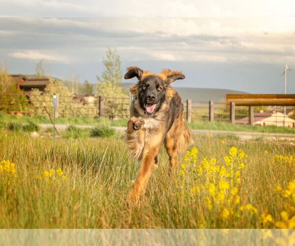 Medium Photo #3 Golden Retriever-Saint Bernard Mix Puppy For Sale in Sandy, UT, USA