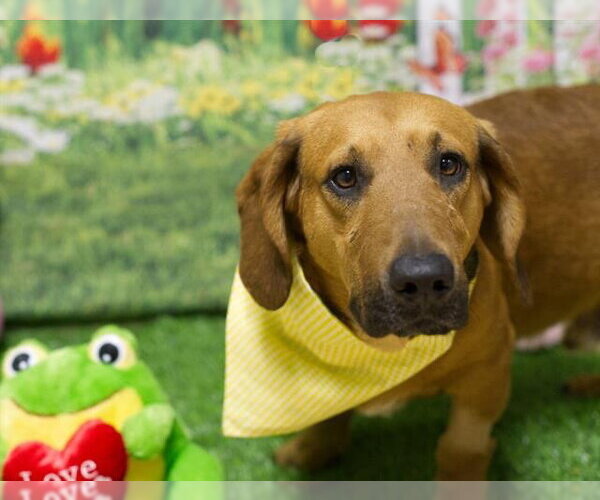 Medium Photo #1 Basset Hound-Unknown Mix Puppy For Sale in Petaluma, CA, USA