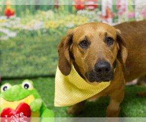 Basset Hound-Unknown Mix Dogs for adoption in Petaluma, CA, USA