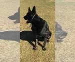 Small Photo #3 German Shepherd Dog Puppy For Sale in EL CENTRO, CA, USA