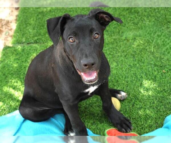 Medium Photo #1 Labrador Retriever-Unknown Mix Puppy For Sale in Tallahassee, FL, USA