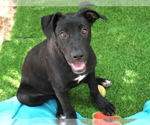 Labrador Retriever-Unknown Mix Dogs for adoption in Tallahassee, FL, USA