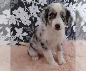 Border Collie-Miniature Australian Shepherd Mix Puppy for sale in FREDERICKSBG, OH, USA