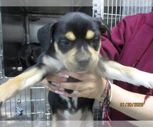 American Pit Bull Terrier-Unknown Mix Dogs for adoption in Oklahoma City, OK, USA