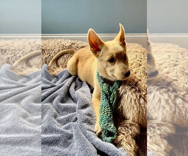 Medium Photo #5 Labrador Retriever-Unknown Mix Puppy For Sale in New York, NY, USA