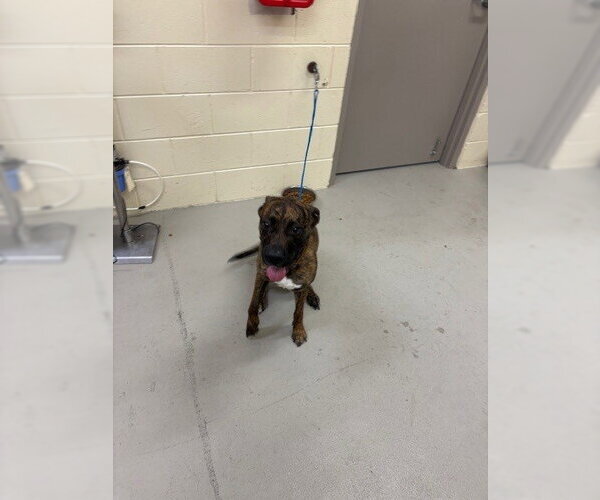 Medium Photo #1 Mutt Puppy For Sale in Sanford, FL, USA