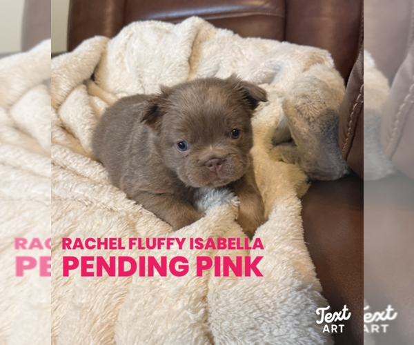 Medium Photo #4 French Bulldog Puppy For Sale in SAN ANTONIO, TX, USA