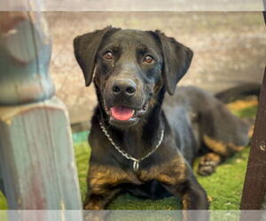 Labrador Retriever-Unknown Mix Dogs for adoption in San Diego, CA, USA