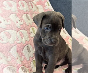 Charlotte's Puppy Noah - Male Labrador Retriever-Unknown Mix Dog for Adoption - Photo #4