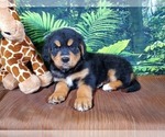 Small Photo #9 Golden Mountain Dog Puppy For Sale in BLACK FOREST, CO, USA