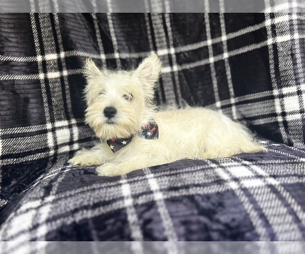 Medium Photo #3 West Highland White Terrier Puppy For Sale in LAKELAND, FL, USA