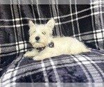 Small #2 West Highland White Terrier