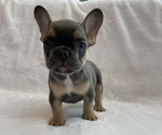 Puppy 2 French Bulldog