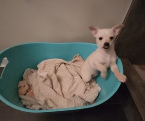 Chihuahua Puppy for sale in MARIETTA, GA, USA