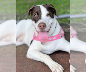 Pointer-Unknown Mix Dogs for adoption in Rockaway, NJ, USA