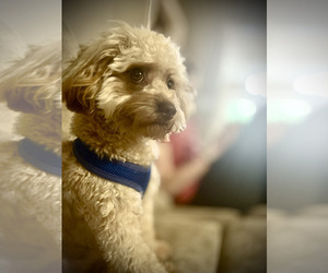 Father of the Goldendoodle-Poovanese Mix puppies born on 10/27/2025