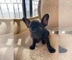 Small Photo #20 French Bulldog Puppy For Sale in CHULA VISTA, CA, USA