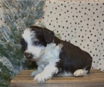 Small Photo #31 Aussiedoodle Miniature  Puppy For Sale in NEWBERRY, IN, USA