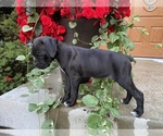 Small Photo #6 Boxer Puppy For Sale in MILLERSBURG, OH, USA
