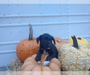 Fox Terrier (Smooth)-Poodle (Miniature) Mix Puppy for Sale in MILLERSBURG, Ohio USA