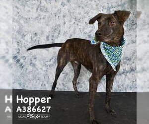 Plott Hound-Unknown Mix Dogs for adoption in Conroe, TX, USA