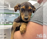 Small #2 Labrador Retriever Mix