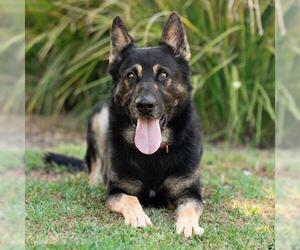 German Shepherd Dog-Unknown Mix Dogs for adoption in Ventura, CA, USA