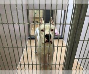 Argentinian Mastiff Dogs for adoption in Martinez, CA, USA