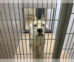 ZEUS - Male Argentinian Mastiff Dog for Adoption - Small photo