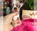 LittleRolex - Male Chihuahua Puppy for Sale - Photo #3