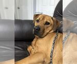 Small #9 Chinese Shar-Pei-Labrador Retriever Mix
