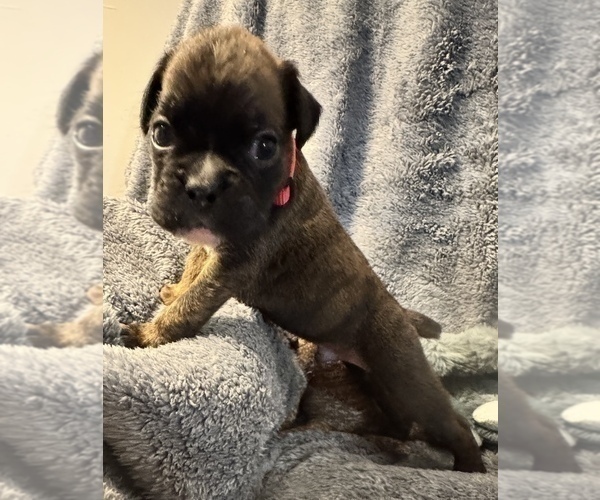 Medium Photo #21 Boxer Puppy For Sale in LANSING, MI, USA