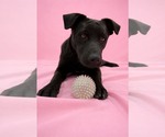 Small #11 Labrador Retriever Mix