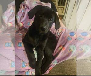 Labrador Retriever-Unknown Mix Dogs for adoption in Dallas, TX, USA