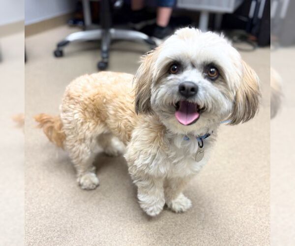 Medium Photo #1 Shih Tzu Puppy For Sale in Aurora, CO, USA