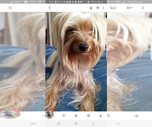 Mother of the Yorkshire Terrier puppies born on 07/23/2019