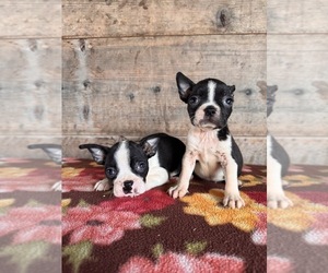 Boston Terrier Puppy for Sale in VERMONTVILLE, Michigan USA