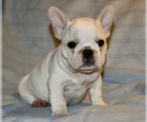 French Bulldog Puppy for sale in COLEMAN, OK, USA