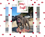 Buster - Male American Staffordshire Terrier-Unknown Mix Dog for Adoption - Small photo
