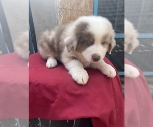 Australian Shepherd Puppy for sale in PERRIS, CA, USA