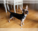 Small #2 Chihuahua Mix