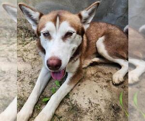 German Shepherd Dog-Siberian Husky Mix Dogs for adoption in San Antonio, TX, USA