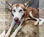 Small German Shepherd Dog-Siberian Husky Mix