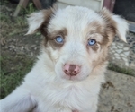 Puppy 3 Border-Aussie