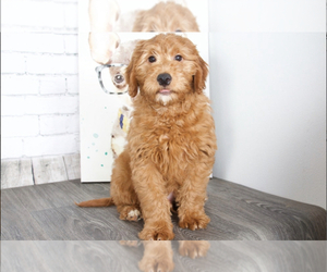Goldendoodle (Miniature) Puppy for sale in RED LION, PA, USA