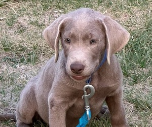 Labrador Retriever Litter for sale in HAGERMAN, ID, USA