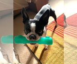 Small Photo #2 Boston Terrier Puppy For Sale in Wheaton, IL, USA